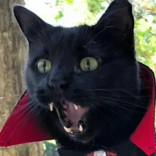 😲 cat, vampire, halloween, animal, pet, costume, black cat telegram sticker