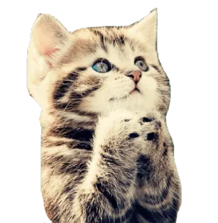 ☺️ cat, kitten, cute, animal, pet, praying, hopeful telegram sticker
