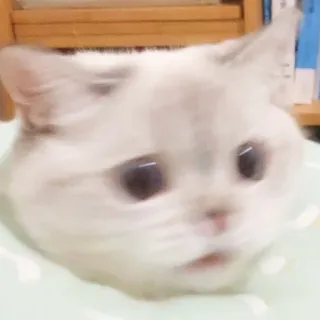 😫 cat, animal, pet, cute, meme, funny whatsapp sticker