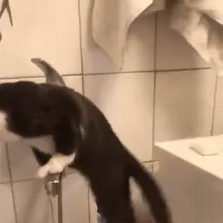 😫 cat, animal, tuxedo cat, faucet, bathroom, tile telegram sticker
