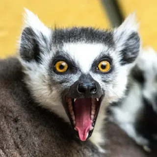 😮 lemure, animale, mammifero, fauna selvatica, primate, lemure catta telegram sticker