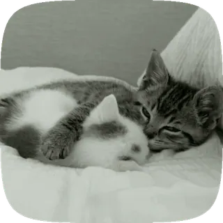 🐾 mèo, mèo con, động vật, ngủ, dễ thương telegram sticker