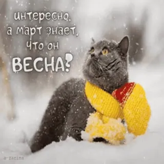❄️ интересно, а март знает, что он ВЕСНА? gato, março, primavera, cachecol, neve telegram sticker