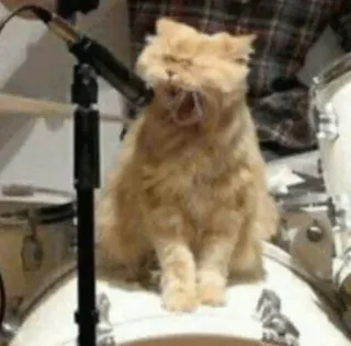 🐱 kucing, drum, drum, menguap, hewan, musik, instrumen telegram sticker