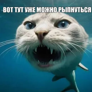 🤩 ВОТ ТУТ УЖЕ МОЖНО РЫПНУТЬСЯ cat, shark, animal, meme, funny, fish, underwater telegram sticker