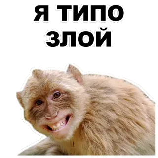 😁 Я ТИПО ЗЛОЙ singe, animal, mème, drôle, énervé, russe whatsapp sticker