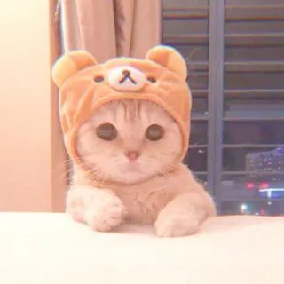 🐯 gatto, gattino, carino, animale, cappello orso, animale domestico whatsapp sticker