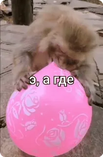 ❓ Э, а где singe, ballon, animal, russe, question whatsapp sticker