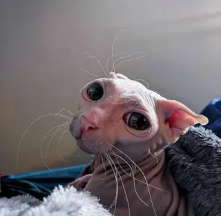 😉 chat, sphynx, sans poils, animal domestique, animal de compagnie telegram sticker