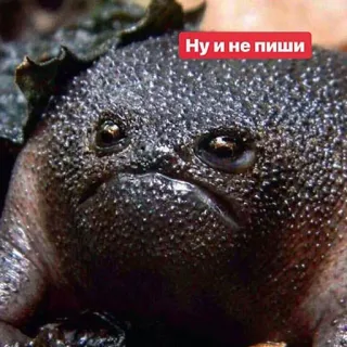😐 Ну и не пиши żaba, śmieszne, mem, zły, humor, tekst telegram sticker