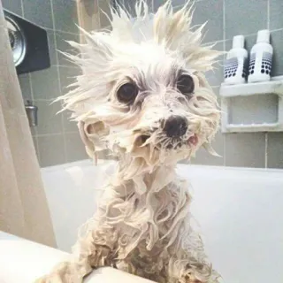 💘 собака, мокрый, ванна, щенок, душ, чистый, милый telegram sticker