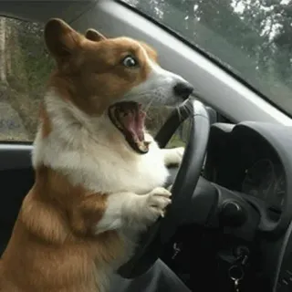 🐾 Hund, Autofahren, Corgi, Tier, Auto, Lustig, Meme whatsapp sticker