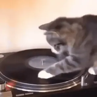 🪩 Katze, Plattenspieler, DJ, Turntable, Musik, Tier whatsapp sticker