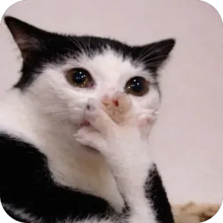 🫥 Sad Cat Meme cat, sad, crying, meme, cute, paw, depressed, upset telegram sticker