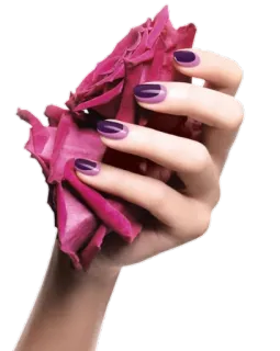 🌹 рука, ногти, цветок, роза, фиолетовый, красота telegram sticker