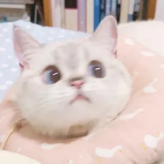 🐈 猫, ペット, 動物, 子猫, かわいい, 家畜 whatsapp sticker