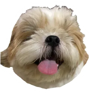 😝 hond, huisdier, dier, schattig, Shih Tzu telegram sticker