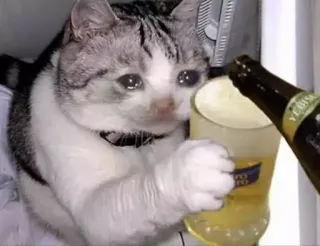 😩 gato, cerveza, triste, bebida, alcohol telegram sticker