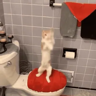❤️ chat, salle de bain, toilettes, animal, drôle, chaton, animal de compagnie, debout whatsapp sticker