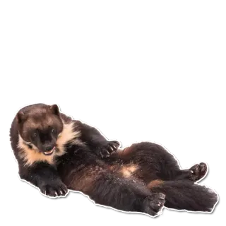 😋 狼獾, 动物, 哺乳动物, 野生动物, 可爱, 放松 whatsapp sticker