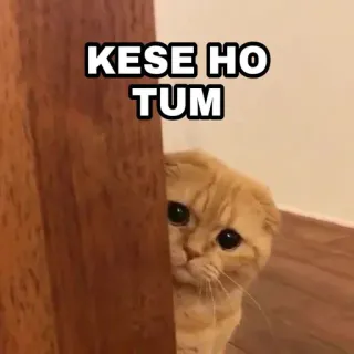 🍁 KESE HO TUM Katze, niedlich, Meme, Tier, gucken, verstecken telegram sticker