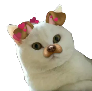 💓 cat, sticker, animal, cute, pet telegram sticker