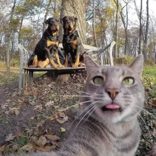 😇 Katze, Hunde, Tiere, Haustiere, Dächer, Zunge, lustig telegram sticker