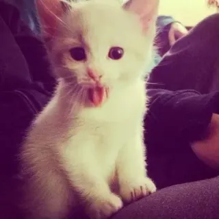 😼 whatsapp sticker