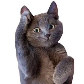 🐈 chat, confus, animal, gris, question telegram sticker