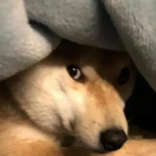 😶 dog, shiba inu, cute, animal, blanket telegram sticker