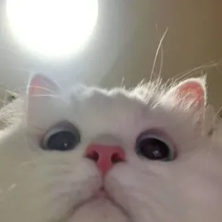 🍑 cat, white cat, cute, pet, animal, fluffy, close-up telegram sticker