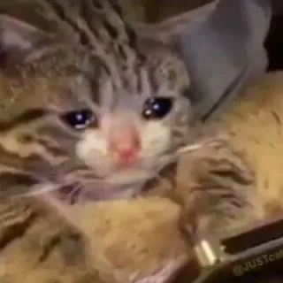 😢 kucing, sedih, menangis, emosional, meme telegram sticker