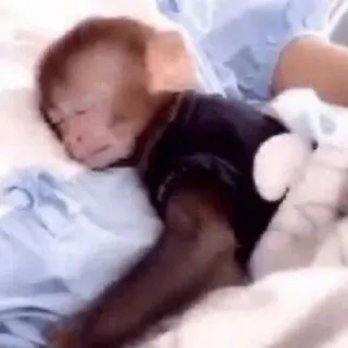 💤 mono, durmiendo, animal, cama, lindo whatsapp sticker