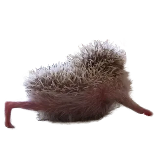 😝 hedgehog, animal, cute, pet, mammal telegram sticker