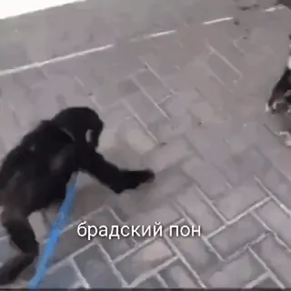 😀 брадский пон scimmia, cane, animali, animale domestico telegram sticker
