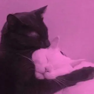 🖤 cat, cats, cute, animals, pet, love, hugging whatsapp sticker