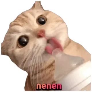 😸 nenen cat, drinking, milk, cute, animal telegram sticker