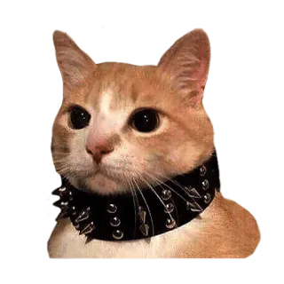 ⛓ cat, kitten, orange cat, pet, collar, spiked collar, animal telegram sticker