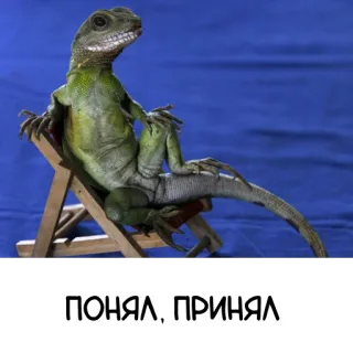 😎 ПОНЯЛ, ПРИНЯЛ 도마뱀, 의자, 파충류, 휴식, 멋진 telegram sticker