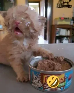 🫶 Friskies EXTRA GRAVY Paté cat food, kitten, Friskies, pet food, animal, pate telegram sticker