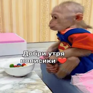 🐵 Добри утря пописики❤️ mono, ofensivo, sticker, animal, texto, gracioso whatsapp sticker