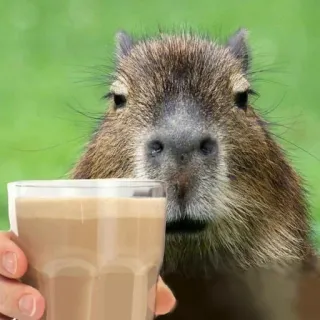 ☕ Capybara, Tier, Nagetier, Getränk, Trinken, Süß whatsapp sticker