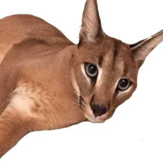 😊 каракал, рысь, дикая кошка, кошка, животное, кошачий telegram sticker