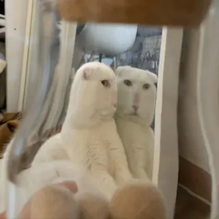 😕 cat, reflection, mirror, white cat, animal, pet telegram sticker