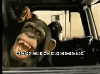 🌟 насмешливи ххахахахаххах пон macaco, rindo, dirigindo, carro, meme whatsapp sticker