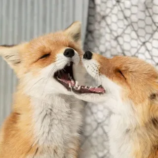 🦊 whatsapp sticker