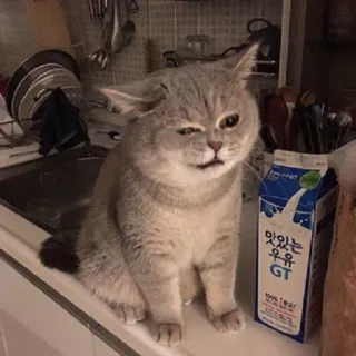 😒 맛있는 우유 GT cat, milk, animals, funny telegram sticker