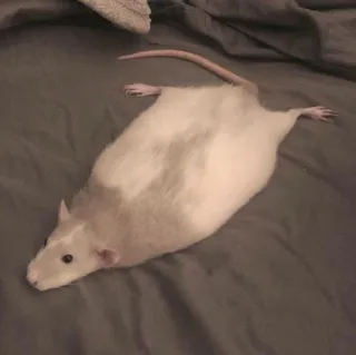 🐀 rat, animal, animal de compagnie, rongeur whatsapp sticker