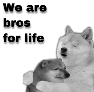 😂 We are bros for life Doge, Hermanos, Meme, Amistad, Perro, Shiba Inu telegram sticker