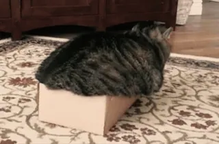 😕 gato, caja, animal, mascota, animal doméstico, felino telegram sticker